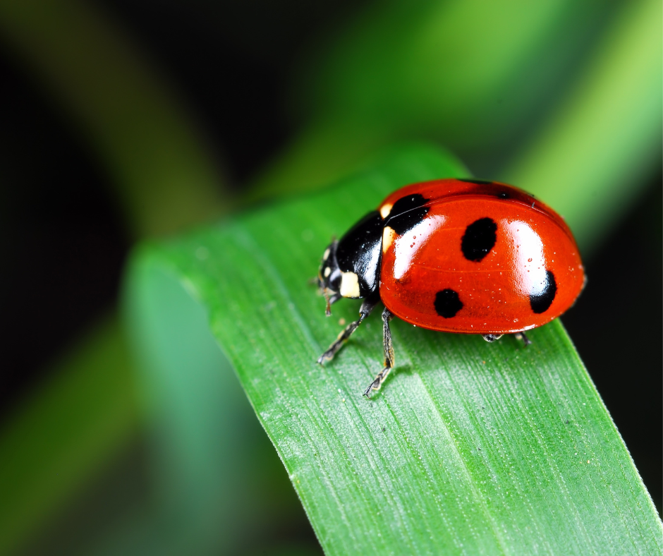 Coccinelle