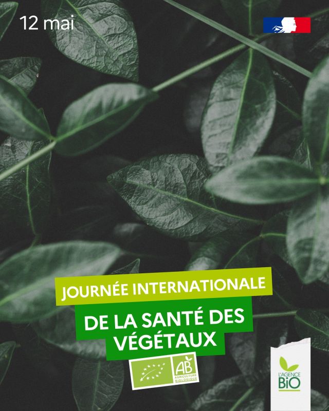 🌿 Ce 12 mai, c’est la Journée internationale de la santé des végétaux. Cette journée c'est un peu la journée du bio aussi !

« Ne pas nuire à la santé des végétaux » fait partie des fondements et principes généraux du règlement bio. Dans les végétaux, il y a l'herbe par exemple... Et comme le bio s'interdit complètement les herbicides, en bio c'est la fête des végétaux tous les jours 🥳

📖 Le cahier des charges européen exige de « respecter les systèmes et cycles naturels, et maintenir et améliorer l’état du sol, de l’eau et de l’air, la santé des végétaux ou la santé et le bien-être des animaux »

🍃 Illustré par le label eurofeuille et AB, le cahier des charges assure les transitions alimentaire et agricole vers un monde sans pesticides chimiques synthétiques, ni dans les champs ni dans les assiettes !

C’est bio les végétaux !

#TransitionAlimentaire #TransitionAgricole #Bio #Ayonslebioreflexe