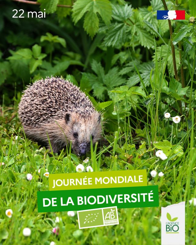 🪻🪱🌿🐛La Journée mondiale de la biodiversité c’est aujourd’hui et c’est un moment fort dans l’agenda de l’agriculture biologique !

Parce que la bio respecte un cahier des charges interdisant l'utilisation de pesticides de synthèse qui nuisent au vivant, la faune et la flore augmente dès qu’un agriculteur entame sa conversion.

🦋 Dès la première moisson, des papillons ! Nous racontent-ils.

🦔 Mais pas que : plus de hérissons, d'oiseaux, de mousses, de fleurs…

🔬 Selon une méta-analyse réalisée par l’ITAB sur le lien entre agriculture biologique et biodiversité, la biodiversité est plus élevée en bio avec une abondance supérieure de 32% et une richesse supérieure de 23%.

En ce 22 mai : nous célébrons le lancement du Printemps Bio mais aussi et surtout les 40 ans du label AB 🎂

🥳 Pour l’occasion, le Festival C’est bio la France se tient ce soir sur le parvis du Groupe @lemondefr à Paris : la nouvelle campagne C’est bio la France ! sera lancée. Pour la première fois en TV, c’est historique. Et nous avons un joli livre de 40 portraits de femmes et d’hommes qui font la bio qui vient de sortir de chez les éditions @ruedelechiquier.

👉 Les retardataires, prenez vos places sur le lien en bio.

👉 Et retrouvez les détails de la méta-analyse de l’ITAB ici : https://itab.bio/sites/default/files/medias/fichier/2025/02/Quantification%20des%20externalit%C3%A9s%20de%20l%27AB%20-%20Chapitre%20biodiversit%C3%A9.pdf

#TransitionAgricole #TransitionAlimentaire #Bio #Ayonslebioreflexe