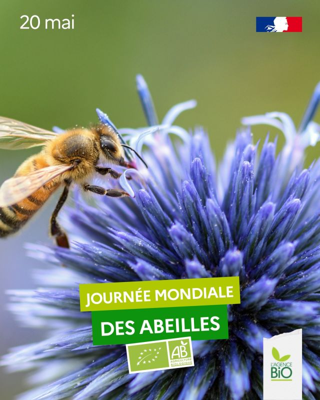 🐝 Si les abeilles avaient le droit de vote, elles voteraient pour du bio partout pour ne pas recevoir de néonicotinoïdes, alors en cette journée mondiale des abeilles, lâchez vous sur le miel et le pain d'épices bio !

🍯 Une abeille parcourt en moyenne moins d’1 km autour de sa ruche mais le label bio exige que les cultures soient majoritairement bio ou d’une flore spontanée permise en l’absence d’herbicide ou de cultures bénéficiant de MAEC (zone avec des mesures de protections environnementales) ou Natura 2000, comme les prairies permanentes ou temporaires, les zones humides, les forêts, les engrais verts, les jachères faunistiques ou floristiques, autour de la ruche sur 3 km. C’est pourquoi le miel bio trouve sa place dans les parcs naturels facilement.

Une attention particulière est accordée à la mise en œuvre d’opérations d’extraction, de transformation et de stockage des produits apicoles. Lors de la récolte des produits de la ruche, sont interdits :
❌ la destruction des abeilles dans les rayons,
❌ l’utilisation de répulsifs chimiques de synthèse,
❌ et l’utilisation de rayons qui contiennent des couvains (nymphes, larves et œufs protégés par les abeilles ouvrières).

🔬 Aussi, le label bio garantit l’absence d’utilisation de pesticides chimiques synthétiques : d’après une étude réalisée par le @cnrs, l’ @inrae et @univlarochelle, dans les colonies aux alentours de cultures bio, il y a 37% d’œufs, de larves et de nymphes en plus et 20% d’abeilles adultes aussi.

🥗 Et 35% de notre alimentation dépend d’elles, car sans leur butinage, point de fruits, points de légumes.

Ces résultats ont été obtenues en analysant 6 années de données sur les abeilles domestiques et concluent que la bio améliore la survie des abeilles.
Ayons le bio réflexe pour les préserver 🌻 

👉 Retrouvez l'étude (en anglais) ici : https://za-plaineetvaldesevre.com/wp-content/uploads/2024/05/Wintermantel-et-al.-2019-Organic-farming-positively-affects-honeybee-coloni.pdf

👉 Et pour tout savoir sur le miel bio c’est sur le site de l’Agence BIO !

#TransitionAlimentaire #TransitionAgricole #Bio #Ayonslebioreflexe