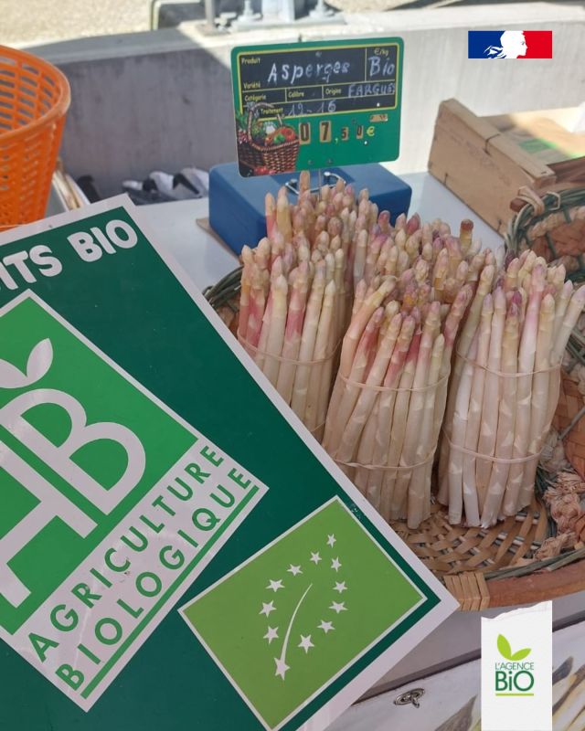 🎂 L’Agence BIO était à Villeneuve-sur-Lot pour célébrer les 50 ans du marché de plein vent bio de la ville. C’est historique, c’est le premier marché bio de France !

Joyeux anniversaire 🥳 

Des élus et des institutionnels sont venus souffler les bougies. Sophie Borderie, présidente du Département de Lot-et-Garonne était là : plus de 30% de bio dans ses collèges et d’ici la fin 2025, 100% seront labellisés Etablissement Bio Engagé ✅ 

🤗 Jean Verdier, président de l’Agence BIO est revenu dans sa ville natale pour célébrer cet événement.

📜 L’occasion aussi de revenir sur les origines du label bio avec la présentation pour la première fois de notre panneau dédié.

🍓 C’est bio Villeneuve-sur-Lot !

#TransitionAgricole #TransitionAlimentaire #Bio #Ayonslebioreflexe