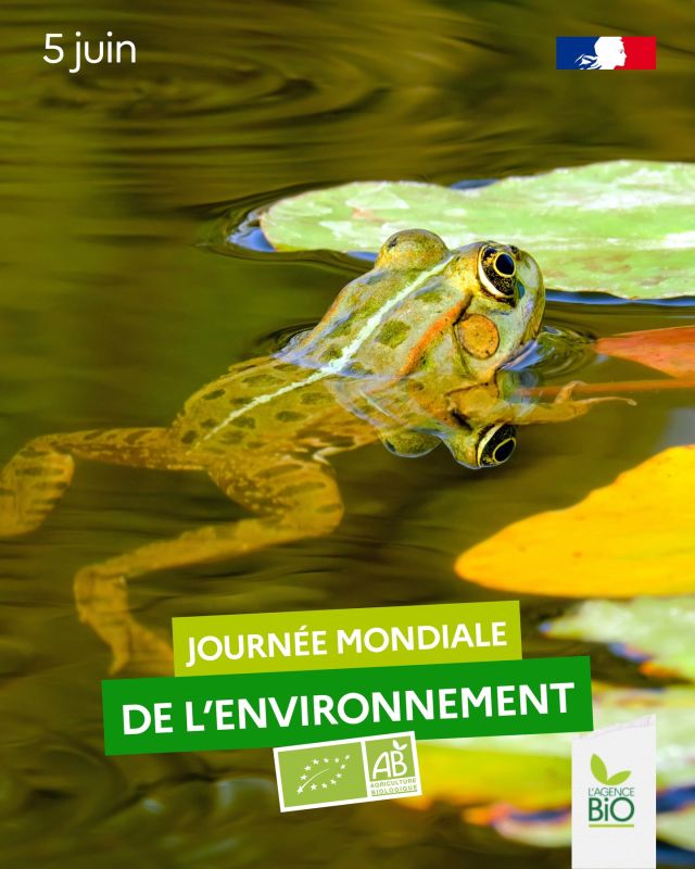 Aujourd’hui, c’est la journée mondiale de l’environnement, et l’agriculture biologique c'est ZE agriculture pour en prendre soin 🫂 

🪴 On vous l’a dit ? Le label bio, cela veut dire ZERO UTILISATION DE PESTICIDES DE SYNTHESE (au cas où vous auriez loupé nos posts précédents…).

Mais aussi AUCUN HERBICIDE, JAMAIS…

🫗 Or, les herbicides c’est justement la première cause de fermeture des captages d’eau, embêtant…

🐟 Donc bio = rien de synthétique qui ruisselle dans les nappes phréatiques et les cours d’eau…Donc des poissons et des batraciens contents !

🐸 Mangez bio pour des grenouilles de bonne humeur !

#TransitionAgricole #TransitionAlimentaire #Bio #Ayonslebioreflexe