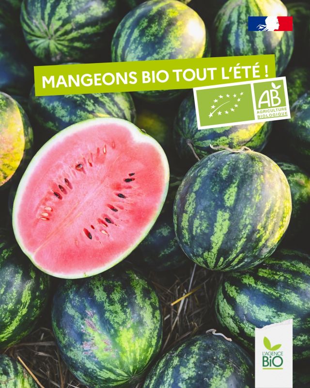 🍈🍉 Pastèque et melon bio : les incontournables de nos plats d'été.

Chaque été, leurs saveurs sucrées envahissent nos étals. Mais savez-vous ce qui distingue vraiment un melon ou une pastèque bio ?

Une culture respectueuse des rythmes naturels :
🌞 Ces cucurbitacées sont semées au printemps et mûrissent lentement en été
🌱 Le sol est travaillé sans herbicides ni engrais chimiques de synthèse.

Et côté cuisine ?
🧀 En cubes dans une salade sucrée-salée (avec feta, menthe, roquette)
🍹 Mixés en gaspacho rafraîchissant
🔥 Grillés quelques secondes au barbecue
😋 Et bien sûr, simplement tranchés, très frais !

📌 Comment bien les choisir ? Le melon bio bien mûr dégage un parfum prononcé au niveau du pédoncule. La pastèque, elle, doit être lourde et sonore au tapotement.

C’est bio le melon ! C’est bio la pastèque !

#TransitionAgricole #TransitionAlimentaire #Bio #Ayonslebioreflexe